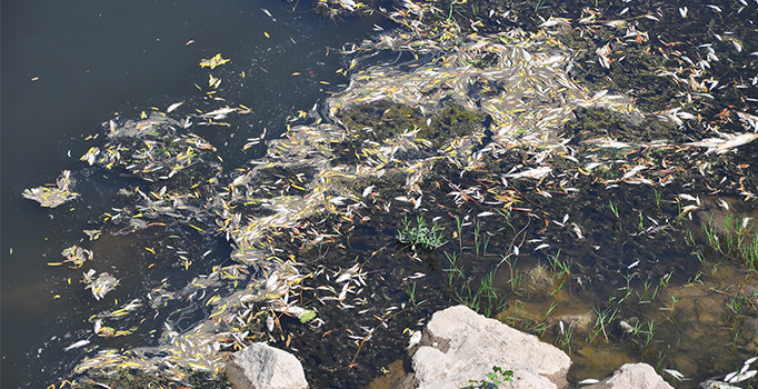 Bursa'da yüzlerce balık kıyıya vurdu