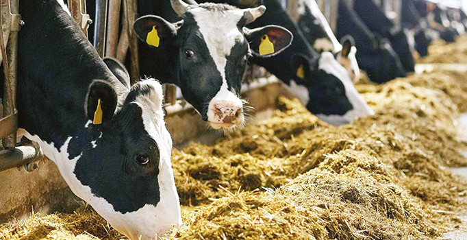 Kars’ta kurbanlıklar pazara indi! 2018 Kurbanlık fiyatları ne kadar?