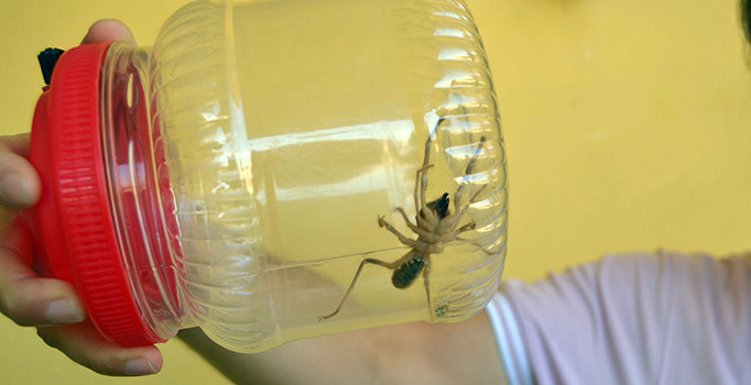 Konya’da ‘sarıkız’ tedirginliği