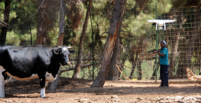 Kaçan kurbanlıklar, drone ile belirlenip yakalanacak