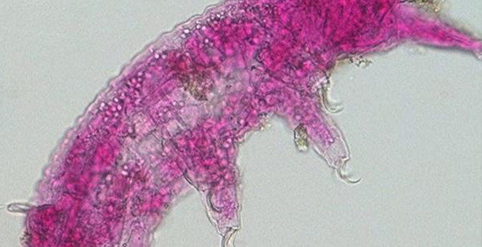 Türkiye'de yeni bir canlı türü tespit edildi