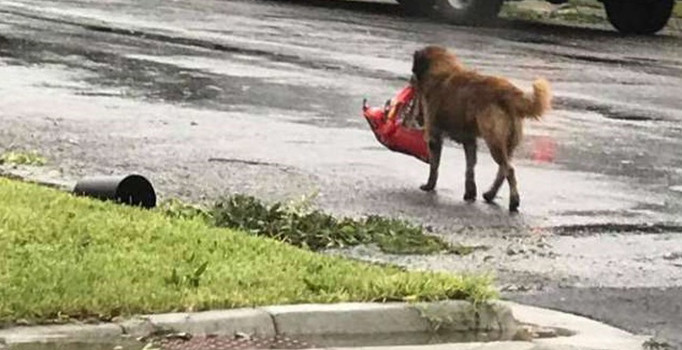 ABD'deki Harvey felaketinin kahramanı bir köpek oldu