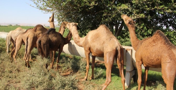 Şanlıurfa'da kurbanlık develer satışta