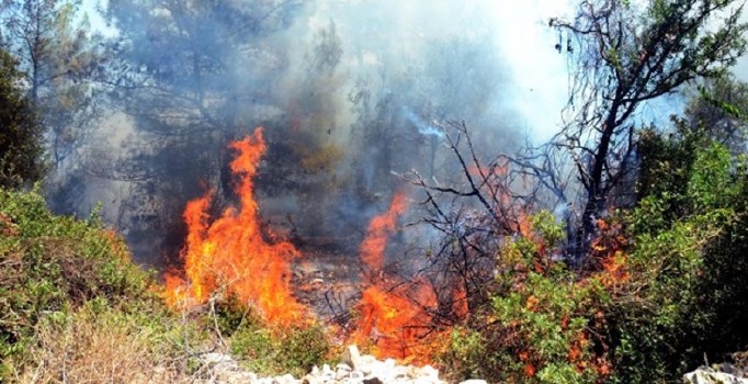 Adana'da orman yangını