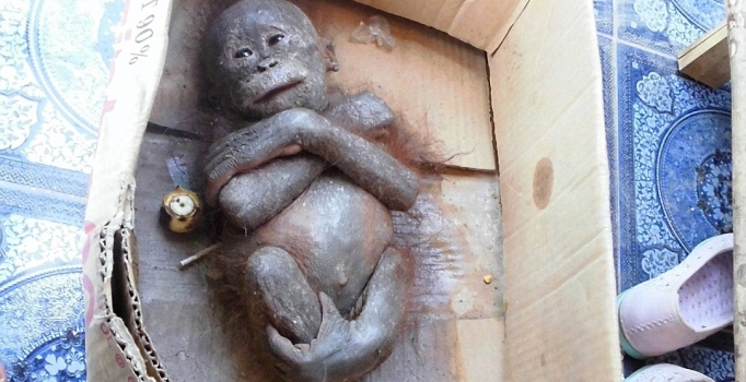 Mumyalanmış bebek maymun iki ay içinde canlandırıldı