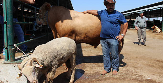 Kurban pazarında ilginç promosyon: Koç alana dana bedava