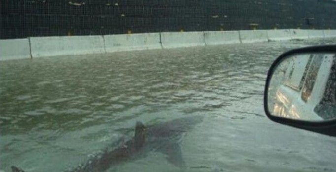 Sel sularında yüzen köpek balığı fotoğrafı sahte çıktı