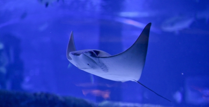 Akvaryumun yeni konukları inek burunlu vatozlar