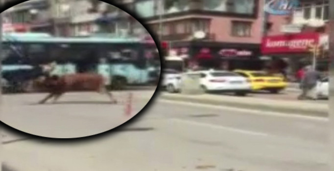 Kaçan boğa kadını hastanelik etti | Video