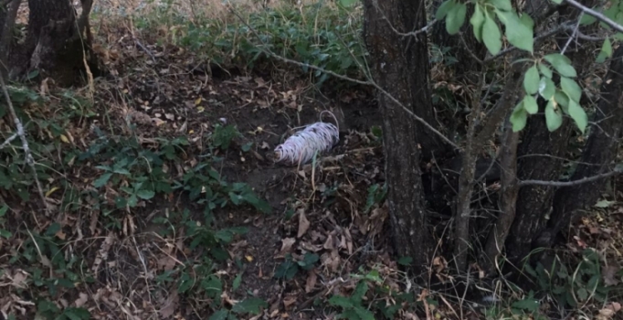 Tunceli'de yola tuzaklanan 70 kilo patlayıcı imha edildi