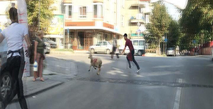 Başkentte kurbanlık koyun sahiplerini akan trafikte peşinden koşturdu 