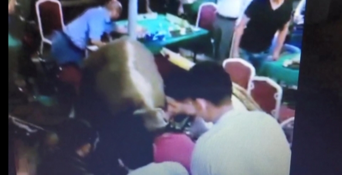 Bursa'da kaçan boğa kahveye daldı