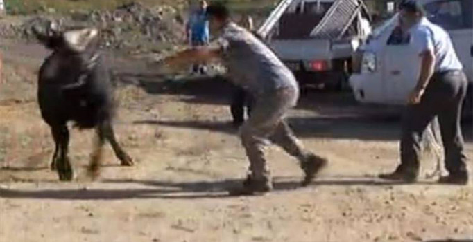 Kurbanlık tosun ortalığı birbirine kattı