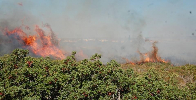 Didim'de trafodan çıkan yangında 2 dönüm alan kül oldu
