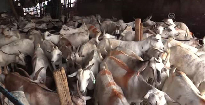 Türk hacıların kurbanları kesildi