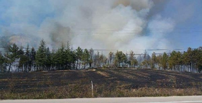Bolu'da 10 hektarlık alanda orman yangını...Söndürme çalışmaları devam ediyor