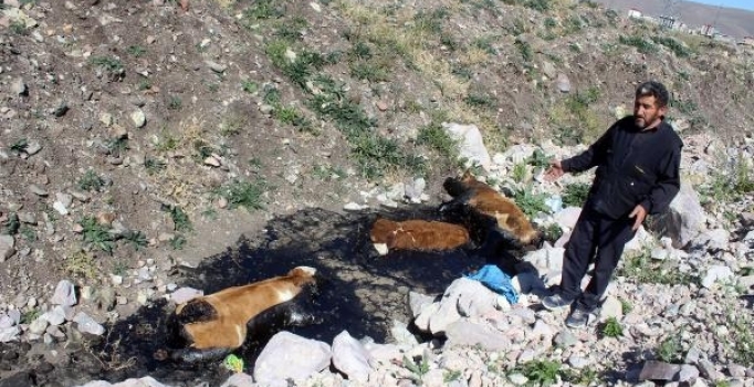 Zifte saplanan 3 dana telef oldu