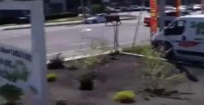 New York sokaklarında ’kurbanlık’ alarmı