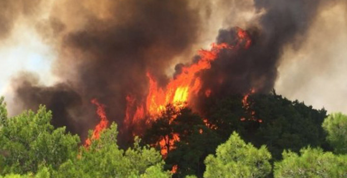 Fransa'da 460 hektar orman kül oldu