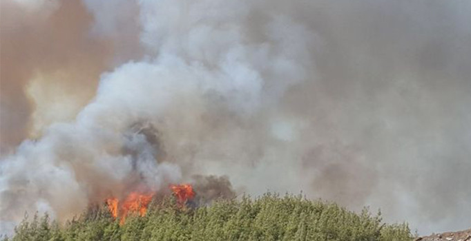 Antalya'da orman yangını | Son dakika haberleri