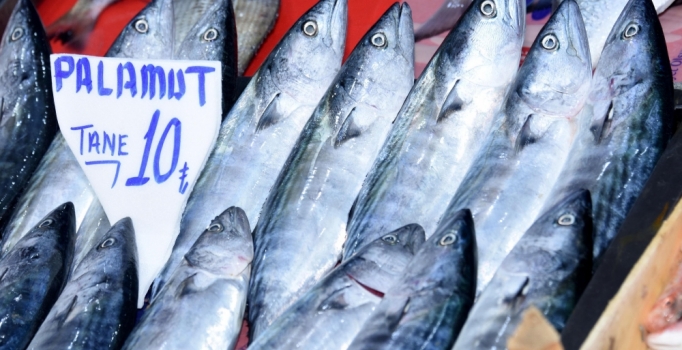 Palamutun tahtını uskumru aldı