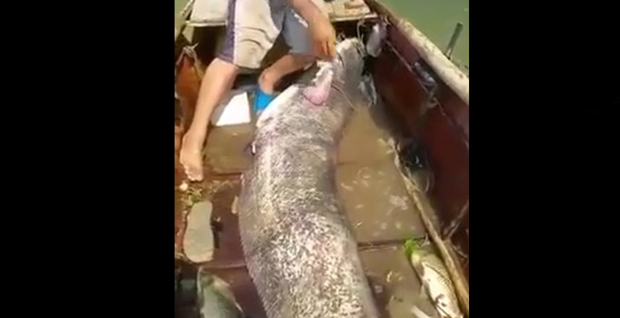 80 kiloluk balık yakaladılar