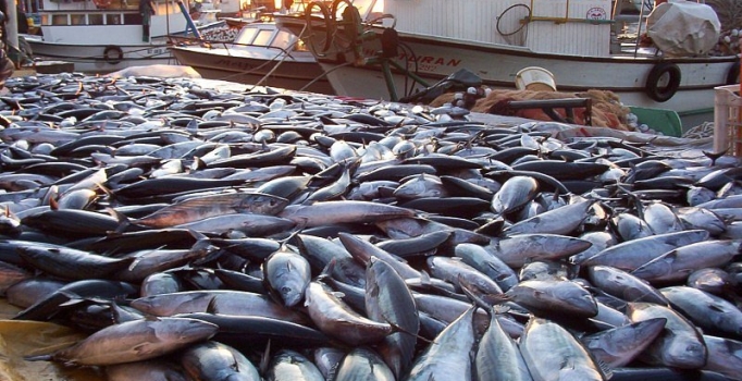 "Palamut Gürcistan ve Rus karasularına yöneldi"