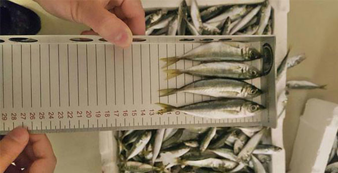 İstanbul Balık Hanı'nda 10 ton balığa el konuldu