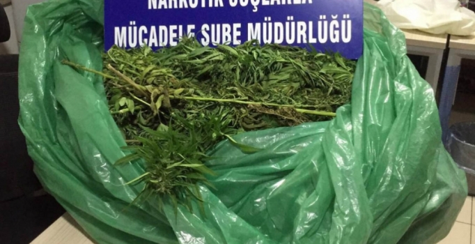 Evinde 11 kilo esrarla yakalandı