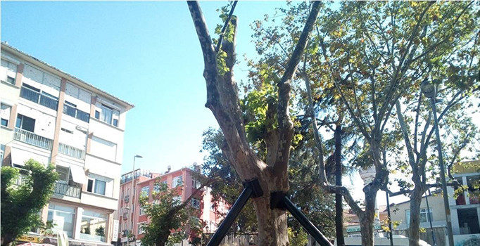 Çengelköy çınarı canlanıyor