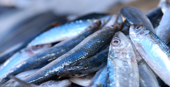 Yalova'da balıkçı esnafı 100 dolar bozdurana yüzde 10 indirim yapıyor