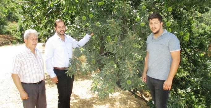 Ödemiş kestanesi Almanya’da görücüye çıkacak