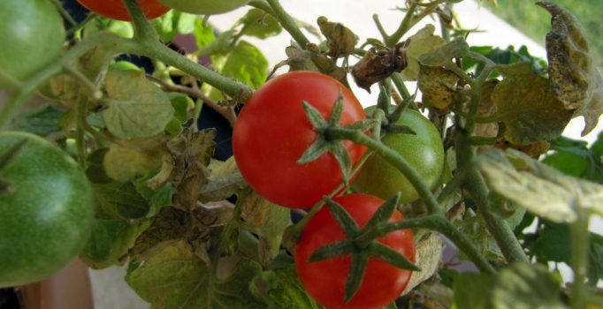 Domates ihracatta 
3 TL değer buldu