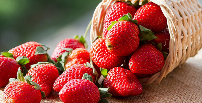 Üreticilerin yüzü çilekle gülüyor