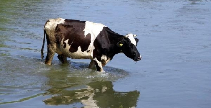 Edirne'de sıcaktan bunalan inekler nehirde serinliyor