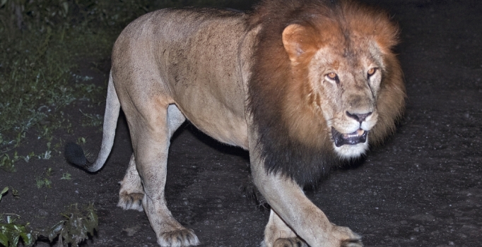 Etiyopya aslanını doğada ilk kez Türk Akademisyen görüntüledi