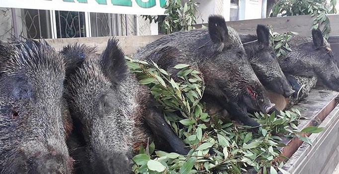 Erdek'in düşman işgalinden kurtuluşuna ölü domuzlarla katıldılar