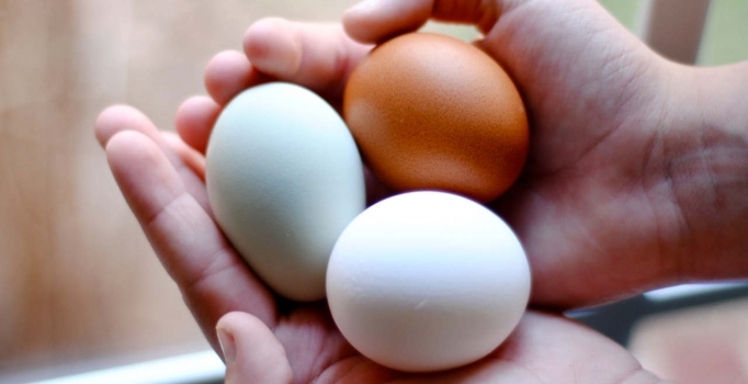 Beyaz ve kahverengi yumurtanın arasındaki farklar