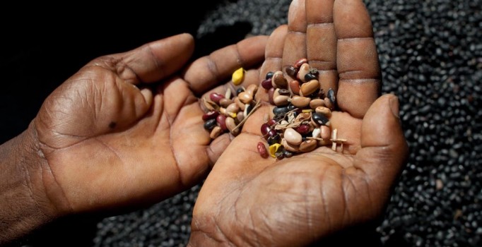 Türkiye 76 ülkeye tohum sattı