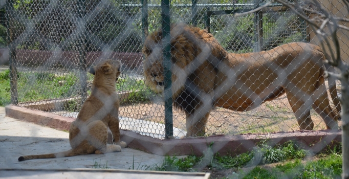 Kralın huzuruna çıktılar