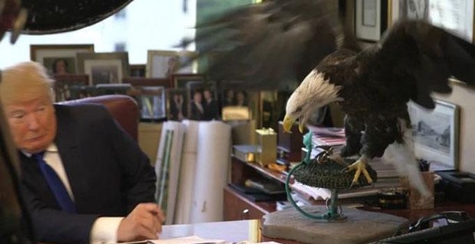 Donald Trump'a kartal saldırmış