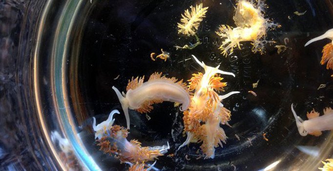 Dünyanın en büyük canlı göçü