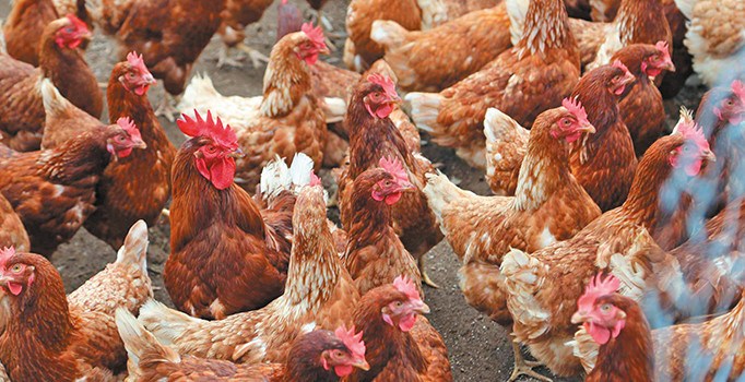 Beyaz et Japonya’ya kanatlanacak