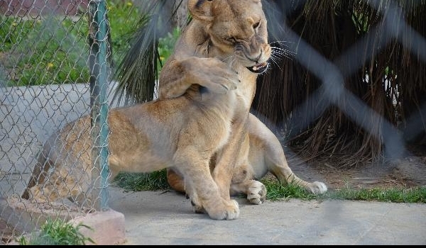 Üçüz aslan yavruları ilk kez babaları ile buluştu