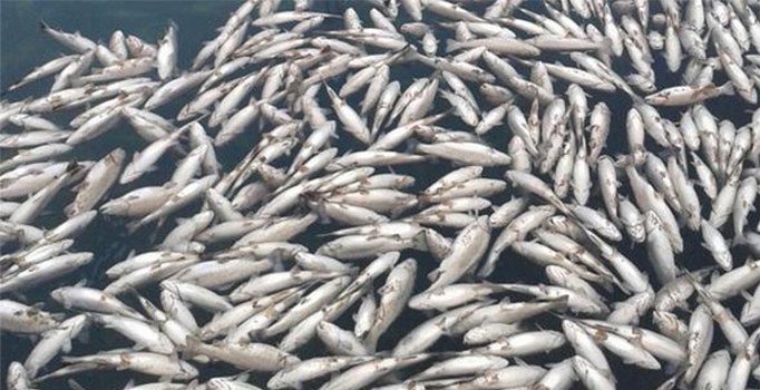 Balıkçıların yüzü gülmüyor | Tekirdağ haberleri