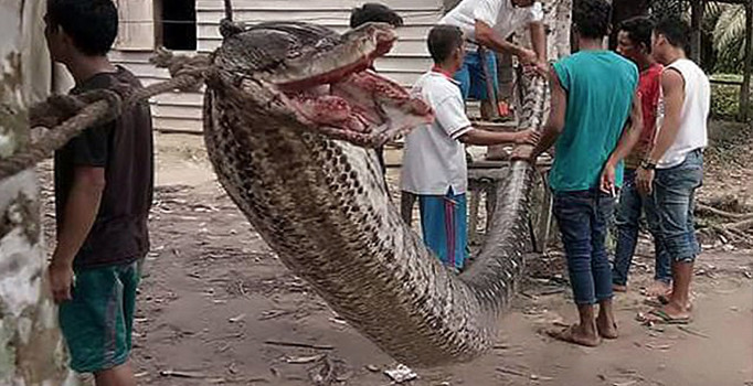 7 metrelik dev pitonu güreşerek öldürdü