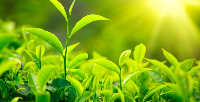 Bitkiler katili tanıyor, cinayeti hatırlıyor