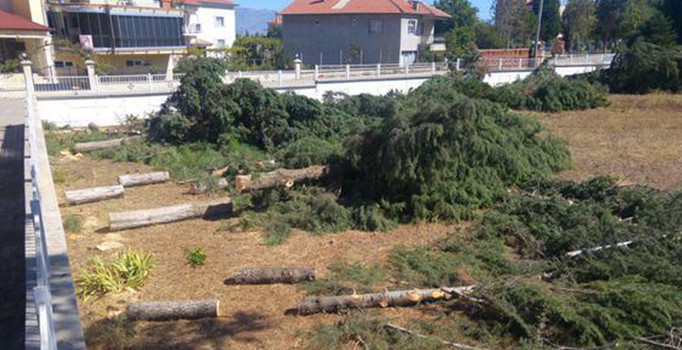 Denizli'de meteorolojik ölçümleri engelliyor diye ağaçları kestiler
