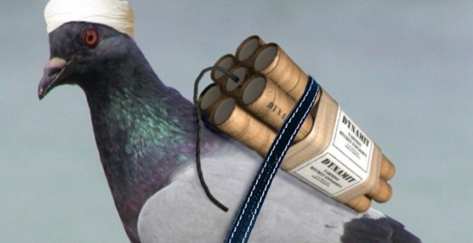 IŞİD, kuşları canlı bomba yapacak