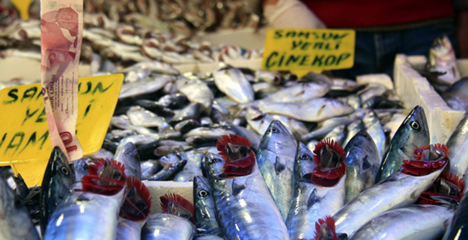 Karadeniz’de palamut sürprizi